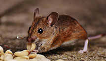 24 Hour & Emergency Exterminators in Ada, MI